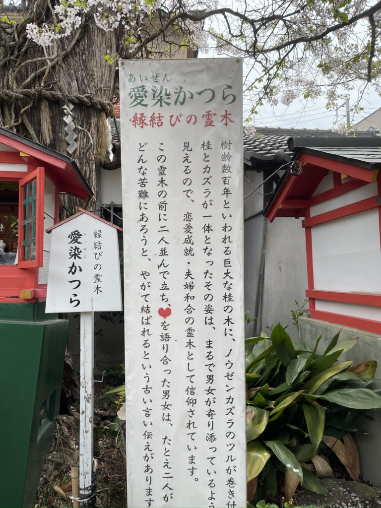 愛染かつら
Aizen katsura